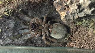 Goliath birdeater tarantula molting [upl. by Adnilra]