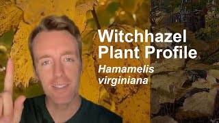 Witchhazel Hamamelis virginiana Plant Profile [upl. by Eidak]