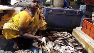 Fish Market Besant Road Vijayawada  Popular Fish Market in Vijayawada  Most Busiest Fish Market [upl. by Hama]