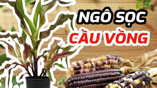 Ngô Sọc Cầu Vồng  Striped Japonica Corn [upl. by Magan]