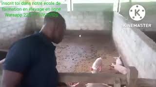 élevage de porc en côte divoire [upl. by Inele]