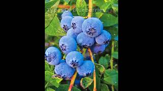 Types Of Blueberries education facts trending shorts blueberry [upl. by Rothstein]