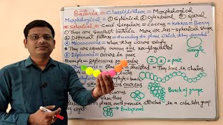 Microbiology 13  Morphology of Bacteria  Morphological Classification of Bacteria  Bacteria [upl. by Anwaf992]