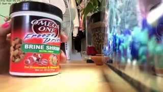 How to feed your fish Freeze Dried Brine Shrimp [upl. by Ezara]