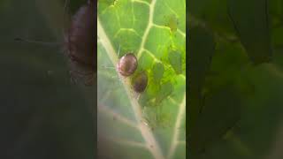 Aliens Among Our Aphids gardening [upl. by Anetsirk139]