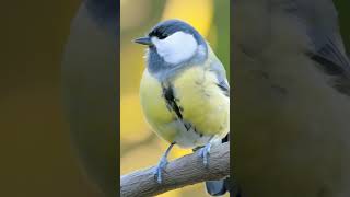 AI Stock Video Tit Bird ai birds wildlife video bird animals stockfootage nature portrait [upl. by Cyprio]