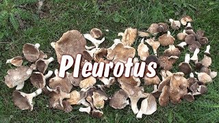 Funghi Pleurotus o di ferula a San Giovanni Rotondo  Novembre 2018 [upl. by Fineberg]