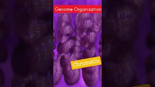 Eukaryotic Genome organization  Nucleosome Solenoid Chromatin amp Chromosomes [upl. by Rannug807]