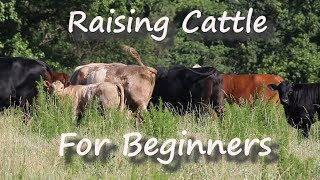 Raising Cattle for Beginners [upl. by Lezti750]