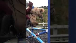 Harlow and Cloudy training Does Harlow fall offshort viral horses by myponypopcorn [upl. by Aerdnahc312]