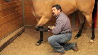 Proper Equine Chiropractic Explained By Mark DePaolo DVM [upl. by Kcirtap]