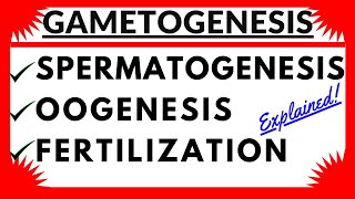 Gametogenesis Spermatogenesis Oogenesis Sperm and Ovum Structure Human Reproduction Hormonal Control [upl. by Siward]