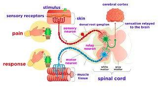 The Peripheral Nervous System Nerves and Sensory Organs [upl. by Aiekal]