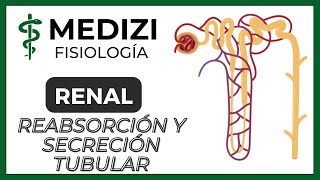 Fisiología Renal  Reabsorción y secreción tubular renal Introducción IGdoctorpaiva [upl. by Myo933]