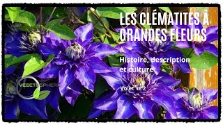 Clématites à grandes fleurs et leurs hybrides clematis plantegrimpante clématite vegetosphere [upl. by Girardo51]