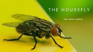 What Everyone Needs To Know About Common Houseflies insects [upl. by Aerdma]