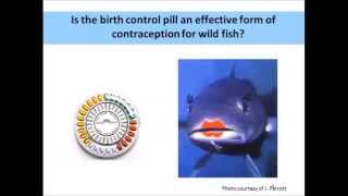 Collapse of a fish population after exposure to a synthetic estrogen [upl. by Cobbie]