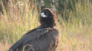 राज गिद्ध Cinereous Vulture [upl. by Naneek309]