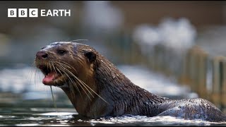 Amazing Otter Moments  BBC Earth [upl. by Hennebery475]