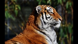 The Wild Corner  Beautiful Wildlife Videos Series  Kanha National Park  SUBTITLES  4K 2024 [upl. by Favrot]