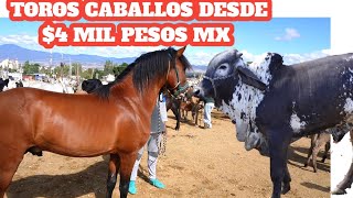 Plaza ganadera Villa de Etla Oaxaca Toros Vacas caballos becerros burros sardo negro criollos [upl. by Tail]