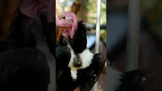 The bearded vulture is an incredible Bird 🕊️❤️trending nature ytshortswildlifeshortsfeedbirds [upl. by Ixel]