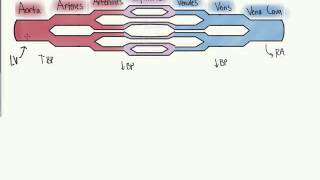 Vasculature [upl. by Terese374]