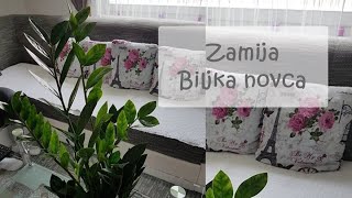 Zamija  Biljka novca i srece [upl. by Virgy359]