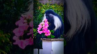 Kenya  Colobus Monkey Snack  Bougainvillea Surprise 🌧️🐒quot wildlife kenyansafari africa [upl. by Lareine]