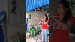 কিছু বুঝে ওঠার আগেই উড়ে গেলো😭♥️trending minivlog birds viralvideo shorts vlog sayanti [upl. by Adias]