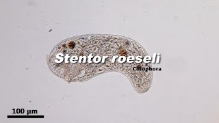 Stentor roeseli Ciliophora [upl. by Tadeas]