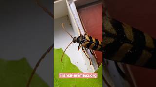 ♀️Leptura aurulenta Fabricius 1792 Cerambycidae Lepture couleur dor longicorne lepture dorée [upl. by Ontine]