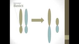 Robertsonian Translocation Basics [upl. by Nereus445]