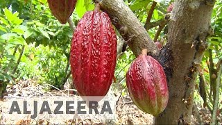 Ecuador’s cocoa farmers making fair trade chocolate [upl. by Julide]