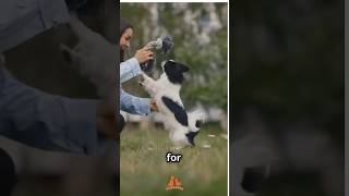 Only DOGS can HEAR these 6 SOUNDS 🐶🔊 [upl. by Nitz549]