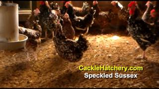 Speckled Sussex Chicken Breed Breeder Flock  Cackle Hatchery [upl. by Nirak]