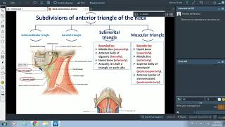 Anterior Triangle of Neck  Dr Ahmed Farid [upl. by Shriner661]