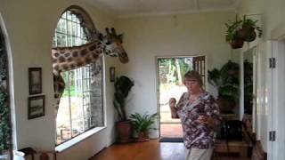 Kenyas Giraffe Manor  What a Joy [upl. by Einnhoj599]