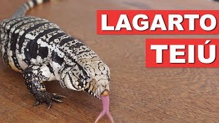 LAGARTO TEIÚ – GUIA DA ESPÉCIE – QUATRO PATAS [upl. by Minetta963]