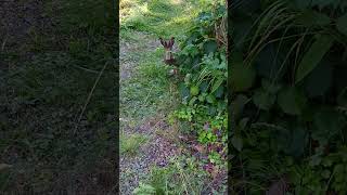 Bunny in the beach garden 🐰 Rabbit Mountain Hare 🐇 Metsäjänis Jänis Lepus timidus Skogshare 雪兔 ユキウサギ [upl. by Llerdnod]