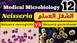 Difference between Neisseria gonorrhoeae and meningitidis شرح بالعربي [upl. by Amora235]