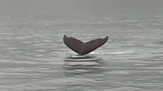 Humpbacks 4 tails 3 at Icy Strait Point [upl. by Otineb]