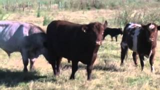 Cualidad y potencial de la raza Shorthorn 500 20130223 [upl. by Rush]