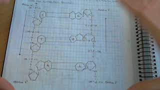 ADN y estructuras del ADN  Biologia Ácidos nucleicos Material genético [upl. by Josey]