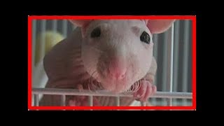 Common hairless rat health problems [upl. by Sibley]