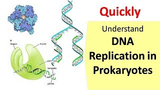 DNA Replication in Prokaryotes [upl. by Dasteel945]