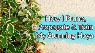 How I Prune Propagate amp Train My Hoya  Joy Us Garden [upl. by Akimit]