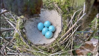 Bird Nesting Song Thrush Willow Warbler Chiffchaff and more [upl. by Iene]