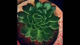 WHY DO SUCCULENT LEAVES TURN NARROW AND SLENDER  SUCCULENT CARE TIPS [upl. by Ettenawtna]