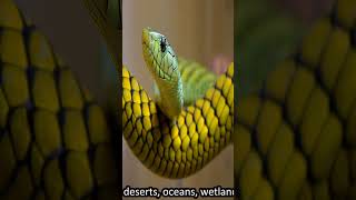 How many snakes here snake kingcobra python blackmamba facts animals wildlife [upl. by Hsirk318]